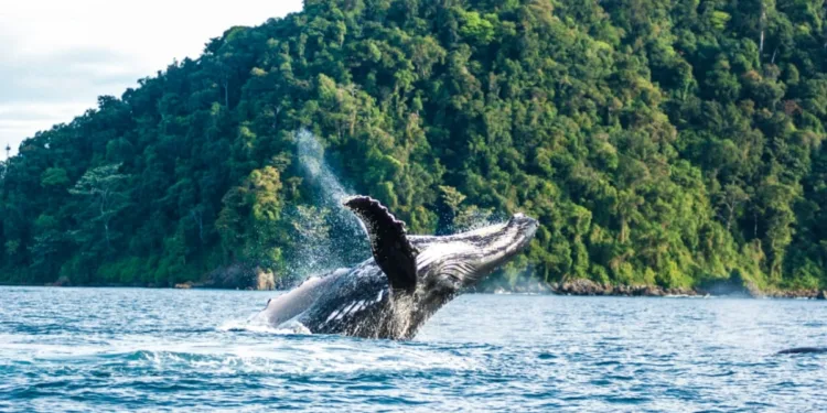 Los 5 mejores DESTINOS de Colombia para avistar BALLENAS