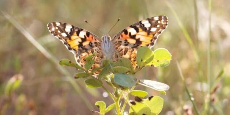 Las mariposas pueden viajar a través de océanos enteros con la ayuda del viento