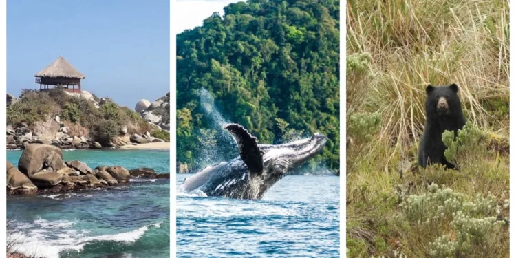 Los 5 MEJORES DESTINOS NATURALES de Colombia, según FORBES