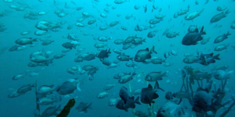 Peces son los animales preferidos para investigación en los viajes espaciales | Internacional | Noticias