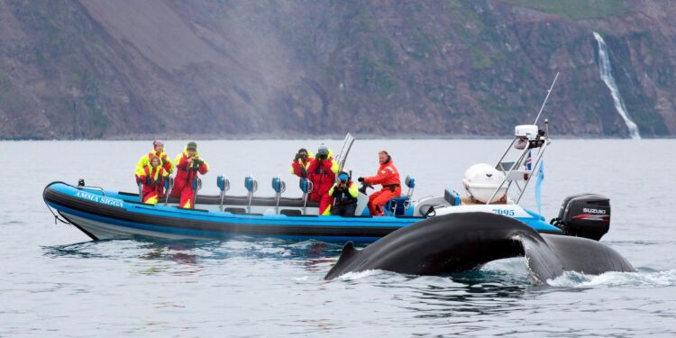Dónde avistar ballenas y delfines en Europa: los mejores lugares