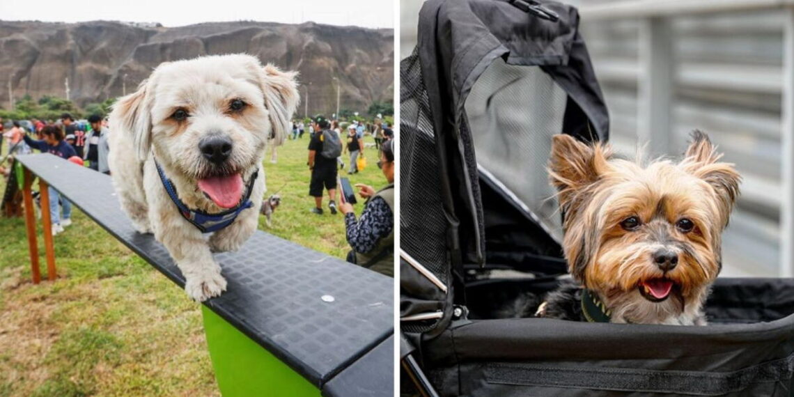¿Sin planes? Escápate con tu mascota a estos 4 destinos turísticos petfriendly cerca de Lima | atmp | Turismo