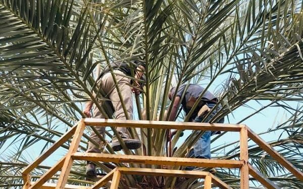Vive la experiencia de la cosecha del dátil en Mexicali con el evento de las palmeras RQ