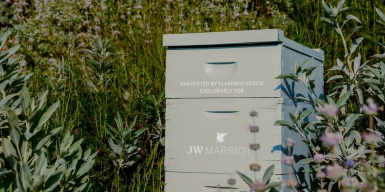 JW Marriott y Flamingo Estate