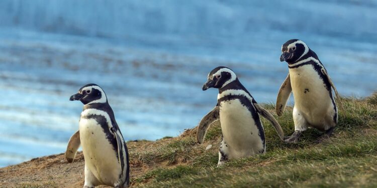 Descubre la Patagonia en un crucero de ultra lujo