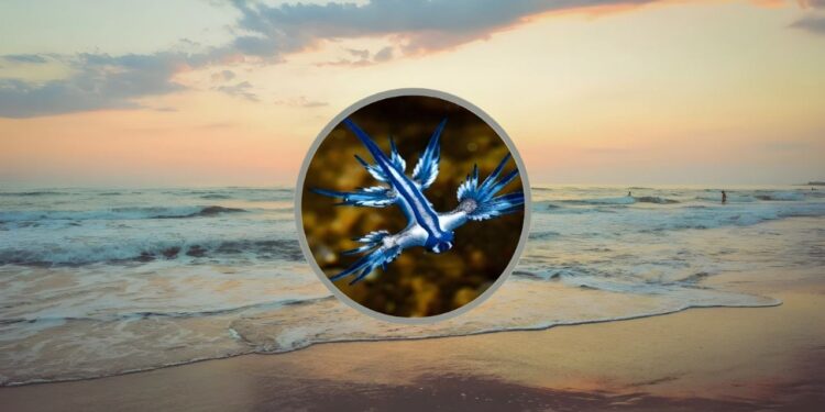 Los peligros de tocar un Dragón Azul en tus viajes a la playa