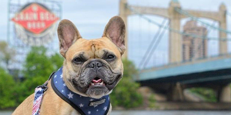 MINNEAPOLIS OCUPA EL PUESTO N.° 8 ENTRE LOS DESTINOS MÁS APTOS PARA PERROS DE EE. UU. SEGÚN LOS EXPERTOS EN VIAJES