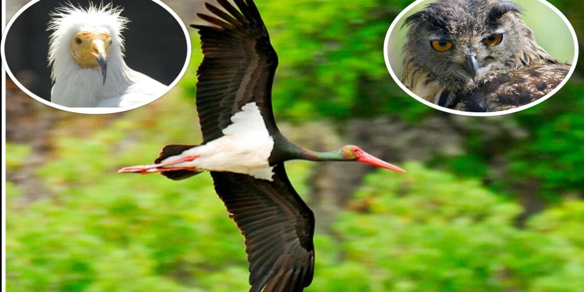 El majestuoso vuelo de la cigüeña negra, junto a un alimoche y un búho real