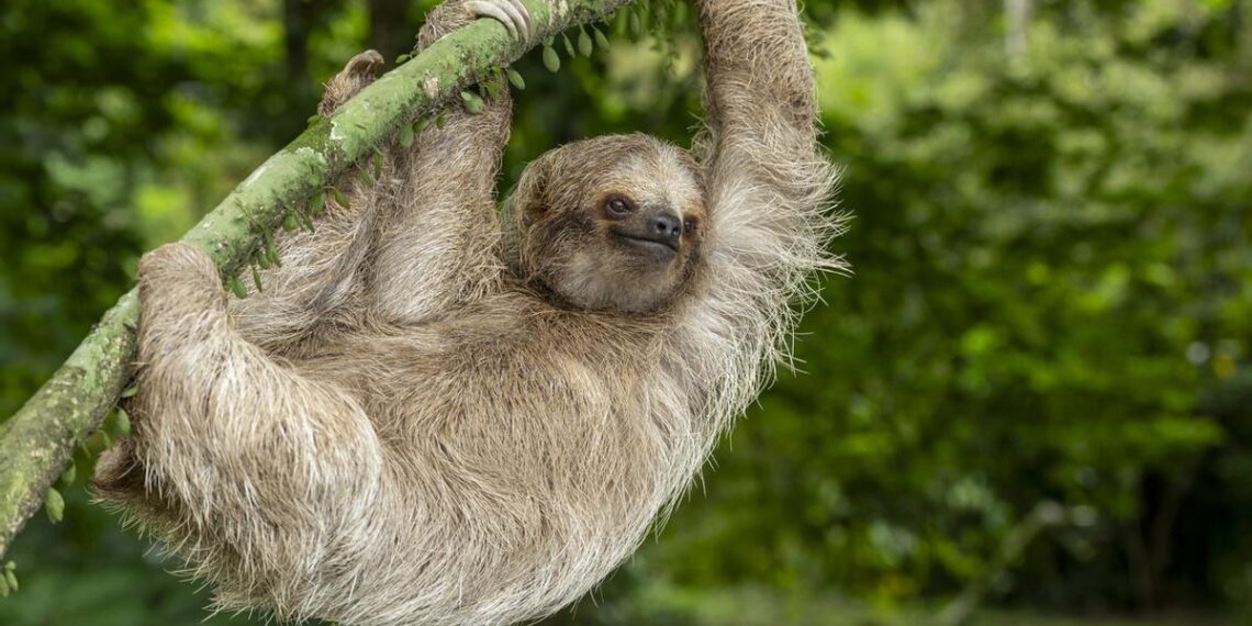 Ayuda a preservar la impresionante biodiversidad de Costa Rica con consejos de los expertos de Club VIAJAR.