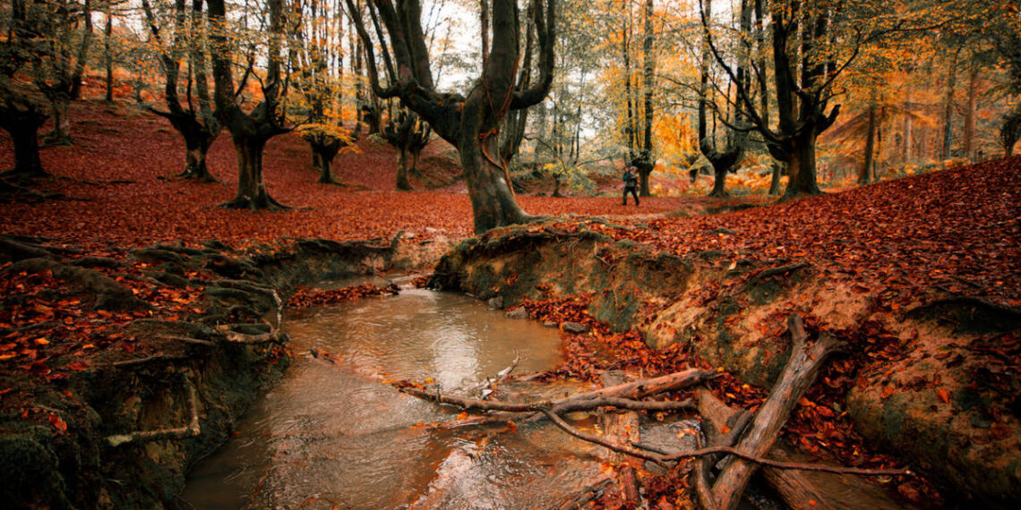 los mejores baños de bosque se hacen en esta comunidad autónoma
