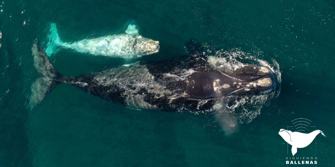 Monitorean los viajes de 10 ballenas francas en otra edición del proyecto «Siguiendo Ballenas» – Chubutline – Últimas noticias
