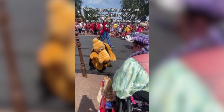 Un golden retriever se reencuentra con Pluto en un crucero de Disney y protagonizan un momento mágico