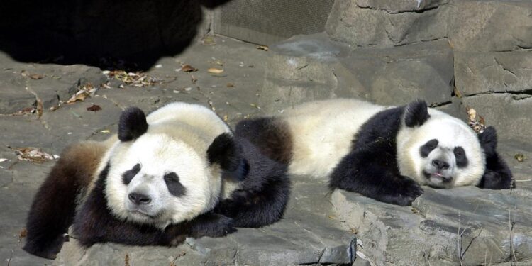 Florida, Texas y California están en el ranking