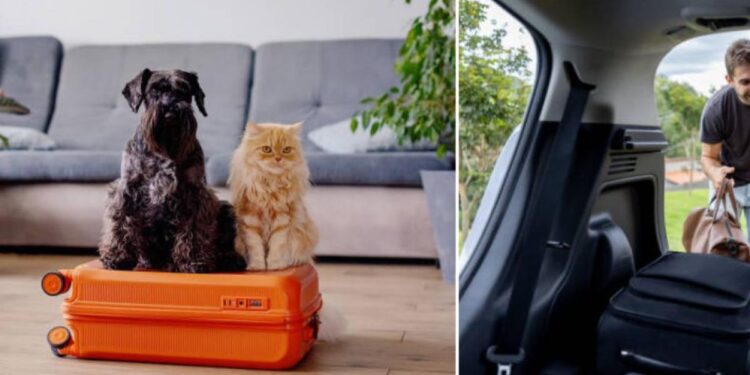 Conozca los cuatro consejos que puede aplicar para irse de viaje con su mascota de forma segura