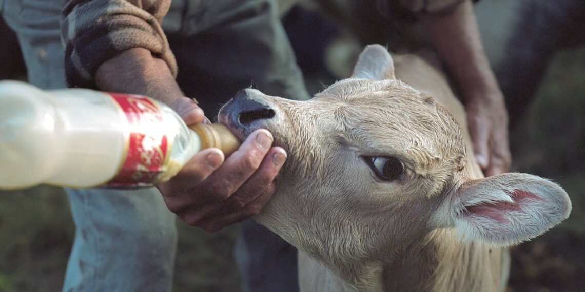 PhotoVogue Festival 2025 Panels | Animal Kinship: Love and Connection, Activism and Sanctuaries