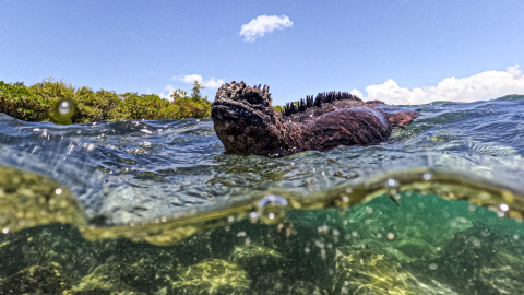 Galápagos: El segundo mejor destino de 2025, según The New York Times