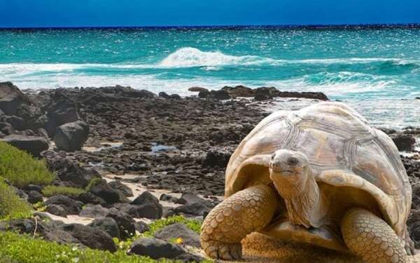 El Telégrafo - Galápagos: El segundo mejor destino según el ranking The New York Times