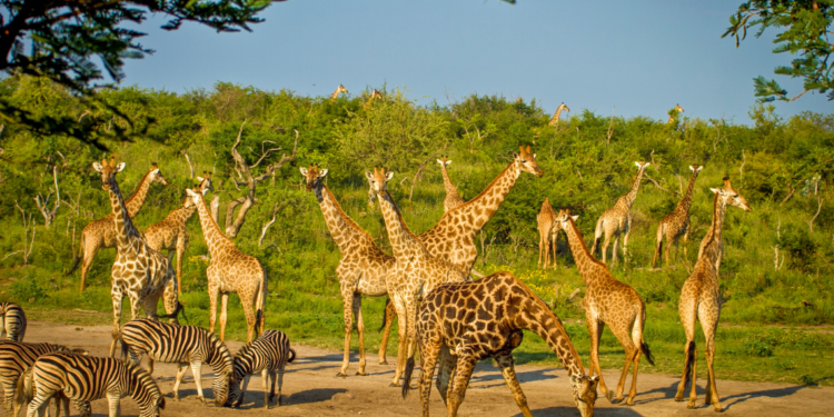la aventura de visitar el safari sin renunciar al confort