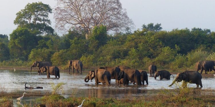 elefantes en bosque y estanque Sri Lanka donde viajar febrero 2025