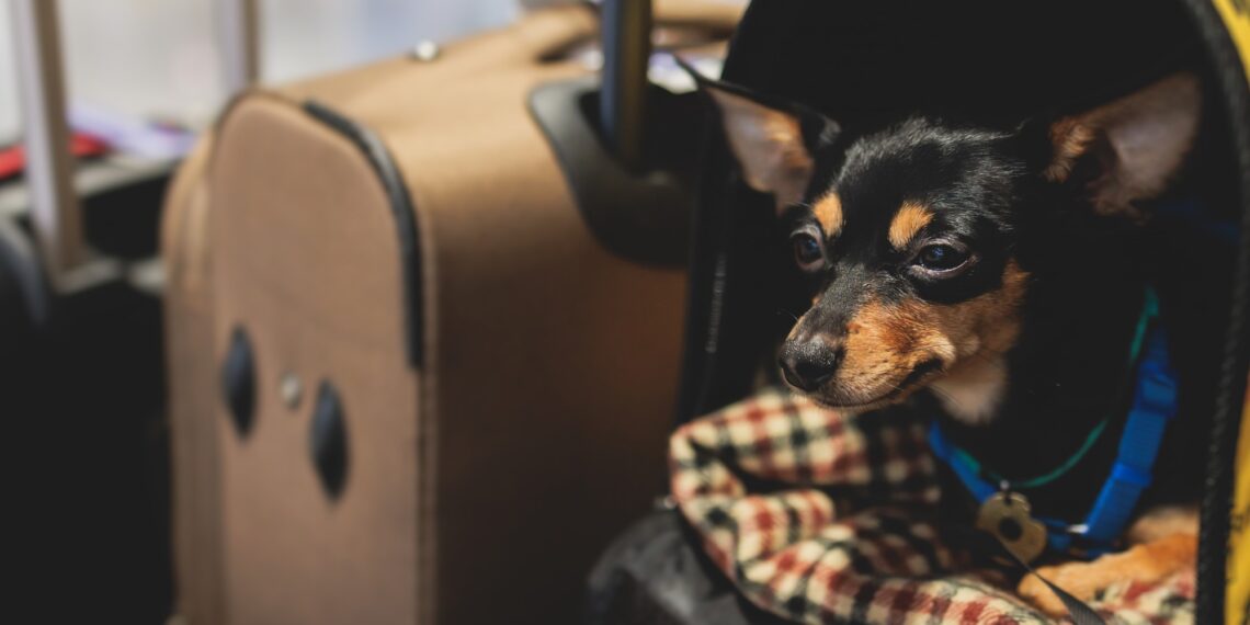 qué empresas ya lo permiten, cuánto vale y qué se requiere