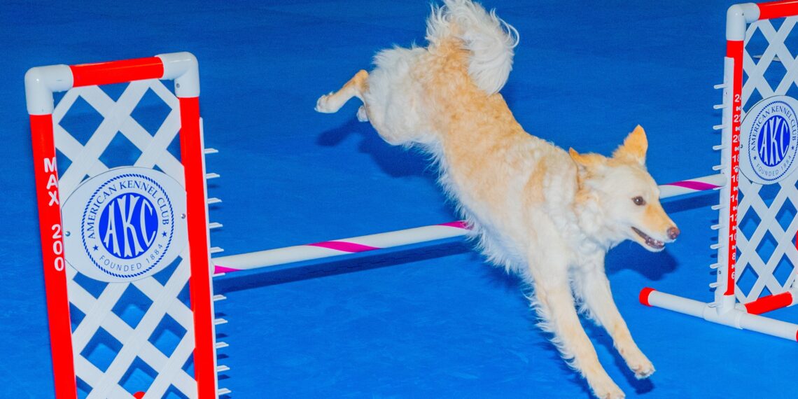A Dispatch From AKC Meet the Breeds 2025