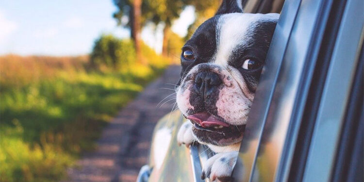 Mascotas en vacaciones: Soluciones veterinarias para el mareo en viajes