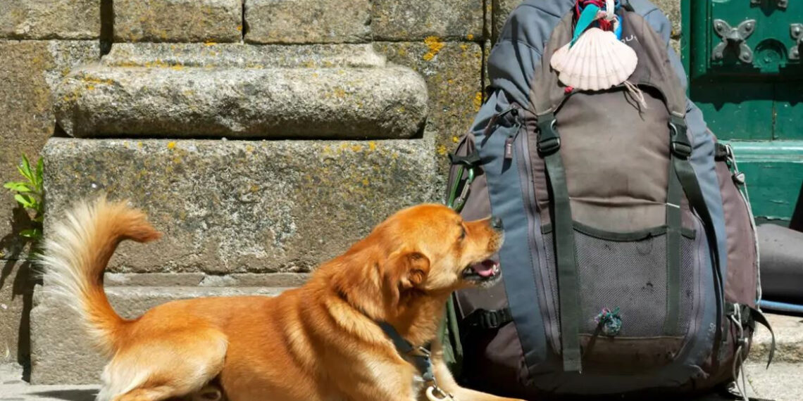 SANTIAGO PET FRIENDLY | MEJORES CIUDADES PARA PASEAR CON TU PERRO