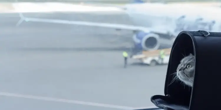 estos animales sí pueden viajar en avión, pero...