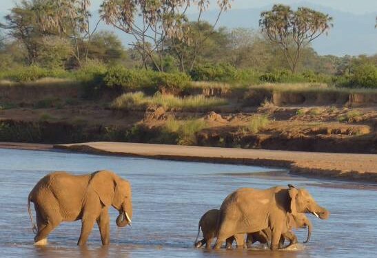 El GPS de los elefantes: así planifican sus viajes