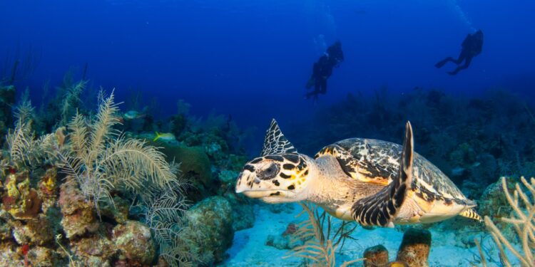 Los mejores lugares para hacer buceo en México