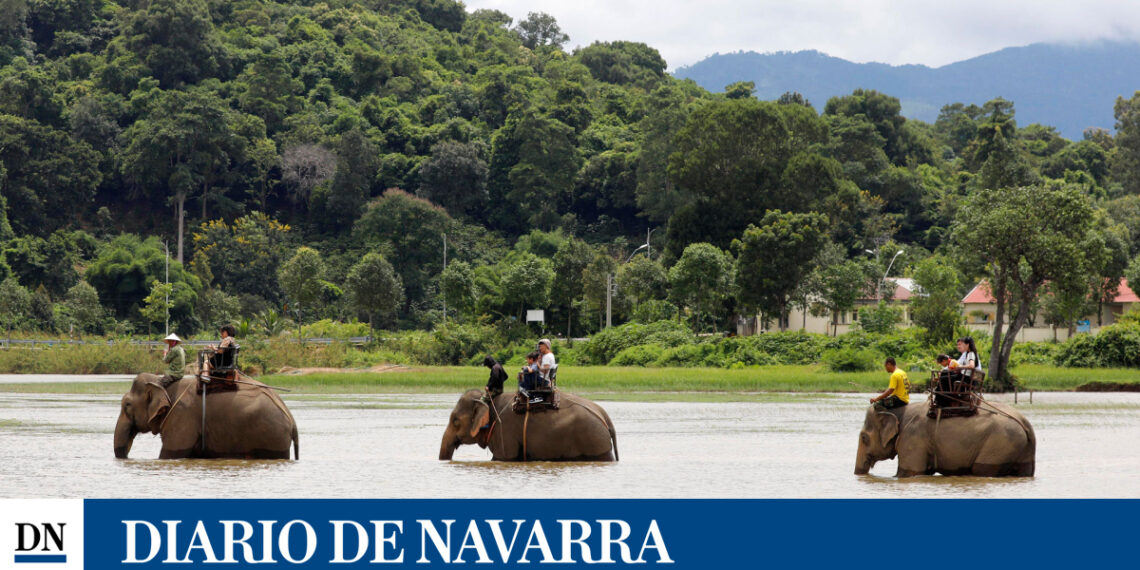 Los elefantes planifican sus viajes para ahorrar energía y según los recursos en la ruta