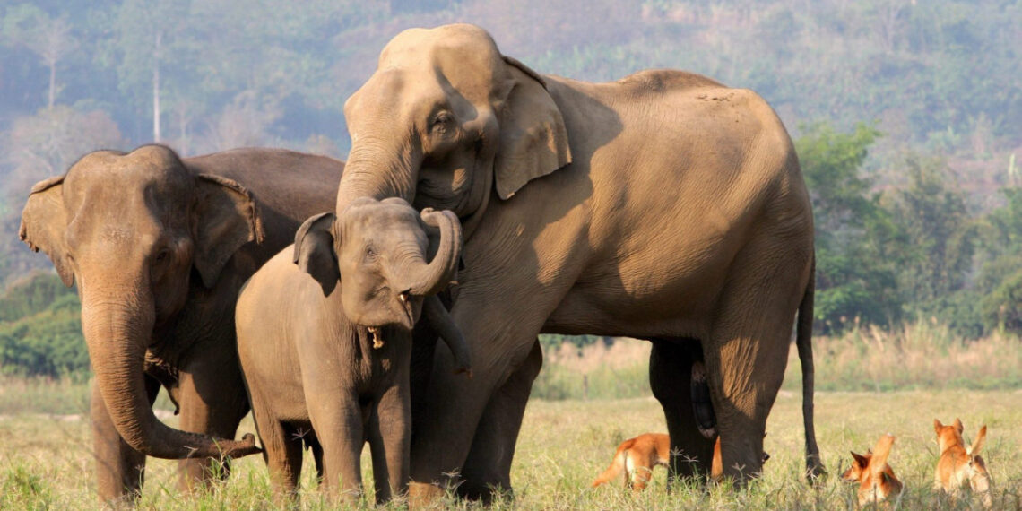 Un nuevo estudio detalla cómo planifican los elefantes sus viajes para ahorrar energía