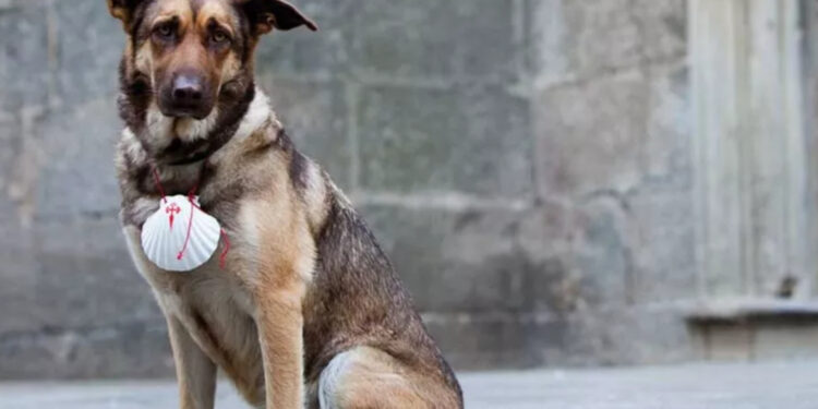 Imagen de archivo de un perro en Santiago de Compostela.