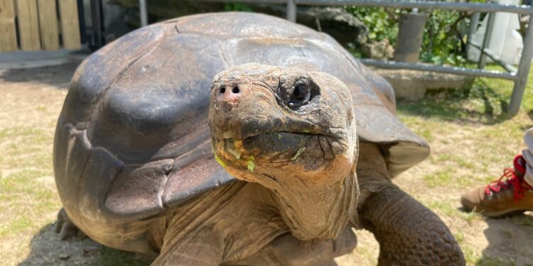 I Kind of Want What Mommy—as in, the 97-Year-Old Tortoise Who Just Gave Birth at the Philadelphia Zoo—Has