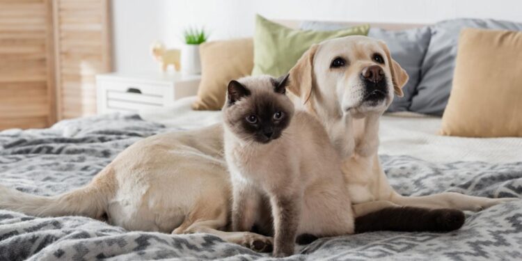 consejos para viajar con tu mascota sin contratiempos