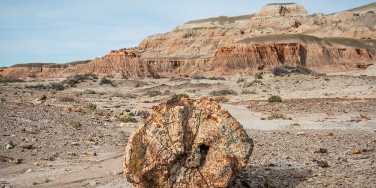 el regreso de las bellenas sei, los paisajes marcianos y los sabores del mar en la "ciudad del viento"
