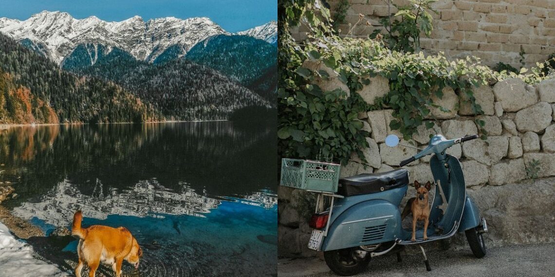 Las mejores rutas ferroviarias de Europa para una aventura con perros