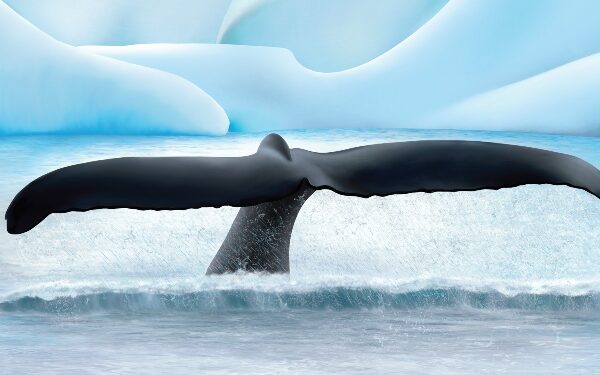 Seabourn expone colección exclusiva de inspiración polar de PeppaRose