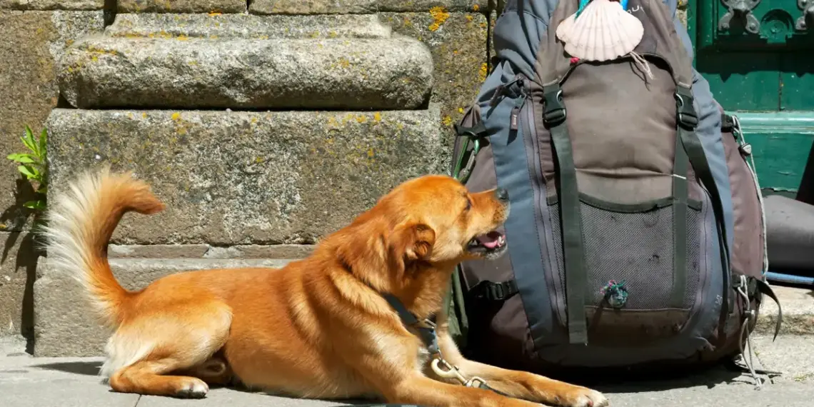 Siete ciudades ideales para recorrer España con tu perro