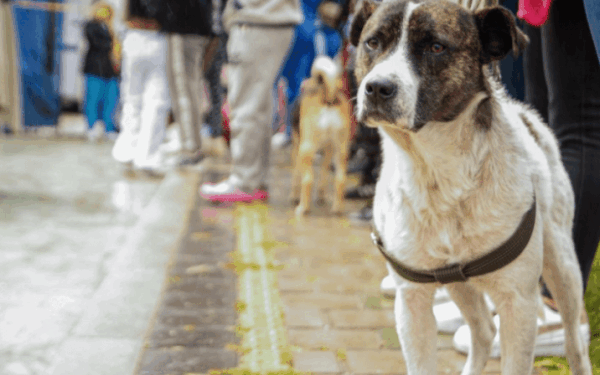 Consejos para viajar con mascotas en Semana Santa y reducir su estrés | Sociales | Tendencias