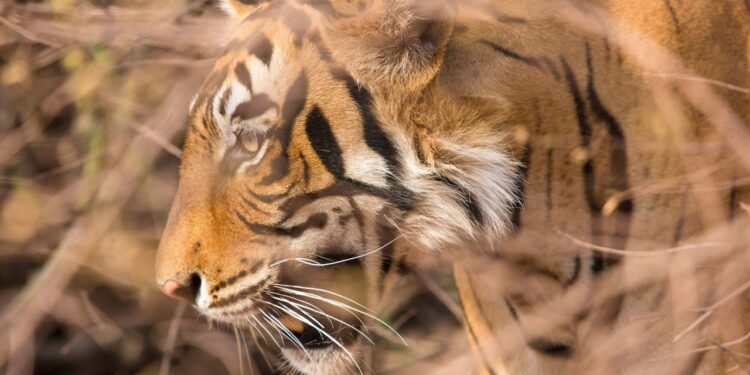 At This New Safari Destination in Central India, You Can Track Royal Bengal Tigers in Style