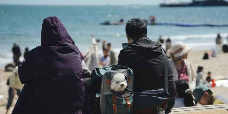 En España hay millones de mascotas y familias deseando viajar con ellas. Hay quien ya ha visto un negocio millonario