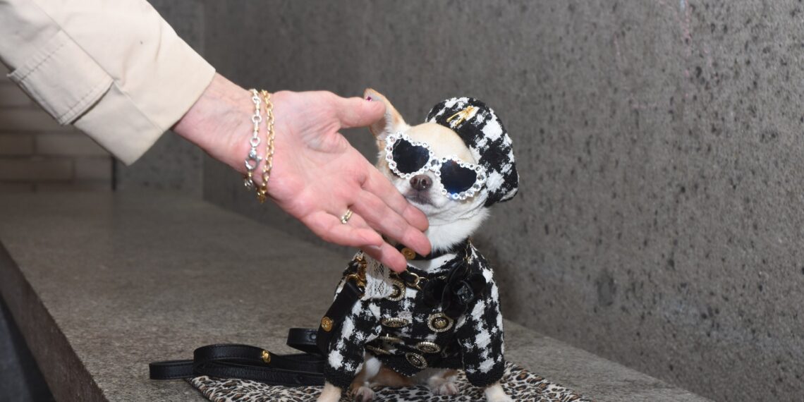 At the 2025 Pet Gala, Dogs Big and Small, Real and Toy, Posed for the Paw-parazzi