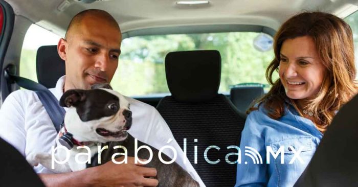 Inicia operaciones en Puebla la plataforma 'Uber Pet' para viajes con mascotas