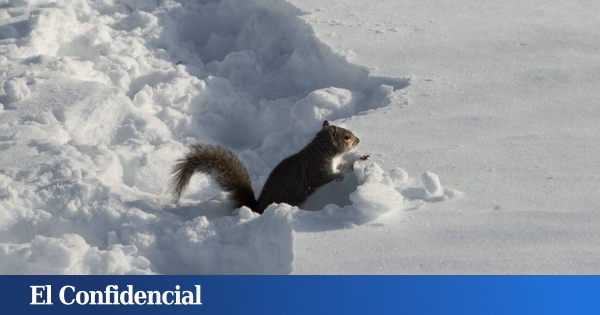 Estudian a las ardillas del Polo Norte y descubren que tienen la llave de los viajes interestelares