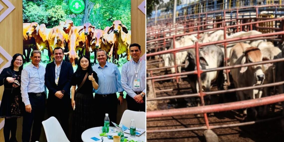 La ofensiva de los ganaderos para que la carne colombiana esté en los restaurantes chinos