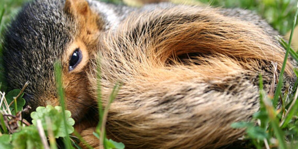 El vínculo entre las ardillas del Polo Norte y los viajes interestelares que deja a los científicos sin palabras