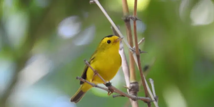 Jardín Botánico Culiacán y Parque Ecológico: espacios vitales para las aves migratorias