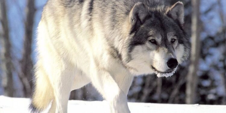 Rastrear lobos, una nueva forma de hacer turismo y ayudar en la conservación de la naturaleza