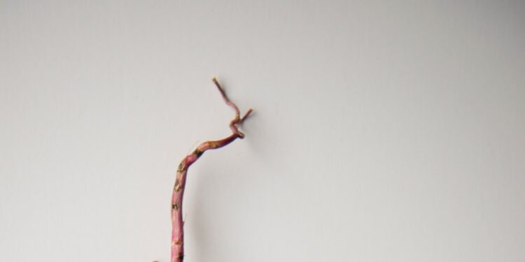 3 Simple Rules for a Healthy Gut